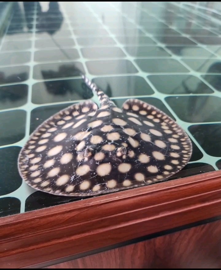 魟魚 緊急求助!! 龍魚論壇 緊急求助!! 緊急求助!! 龍魚論壇