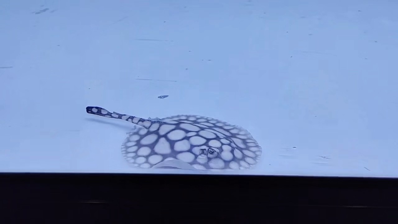 嘎嘎以嘎嘎 嘎嘎以嘎嘎 龍魚論壇