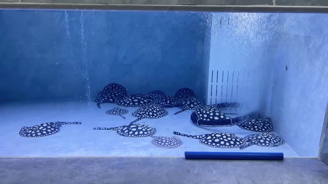 分享亞成母魚群