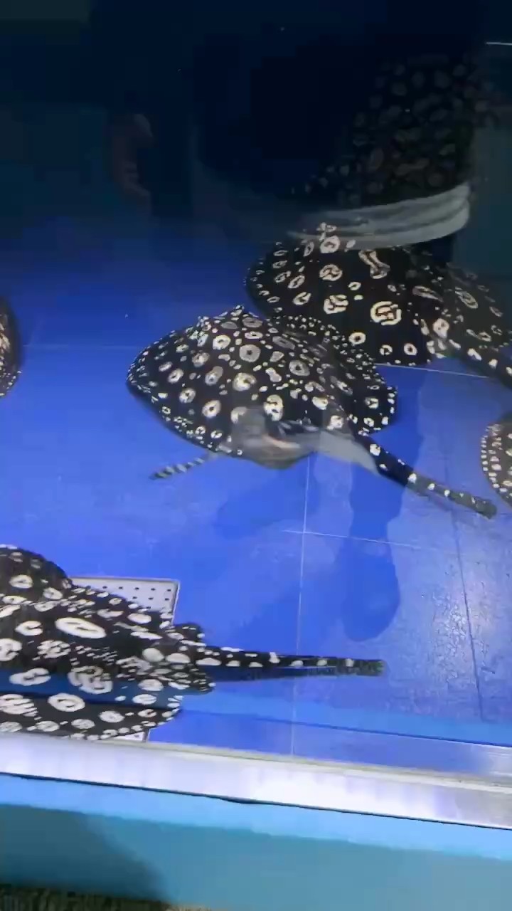 純血黑白皇冠魟魚