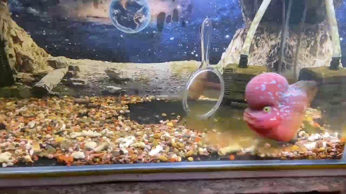 記錄幻彩入缸130天，小猛魚撞鏡