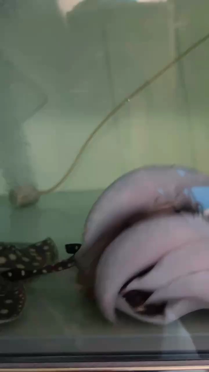 早鴨 早鴨 龍魚論壇