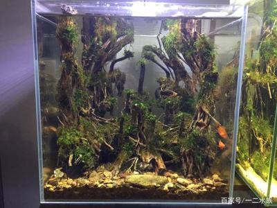 岑溪市龍業水族館（岑溪市龍業水族館地址） 岑溪市龍業水族館（岑溪市龍業水族館地址） 全國水族館企業名錄 第1張
