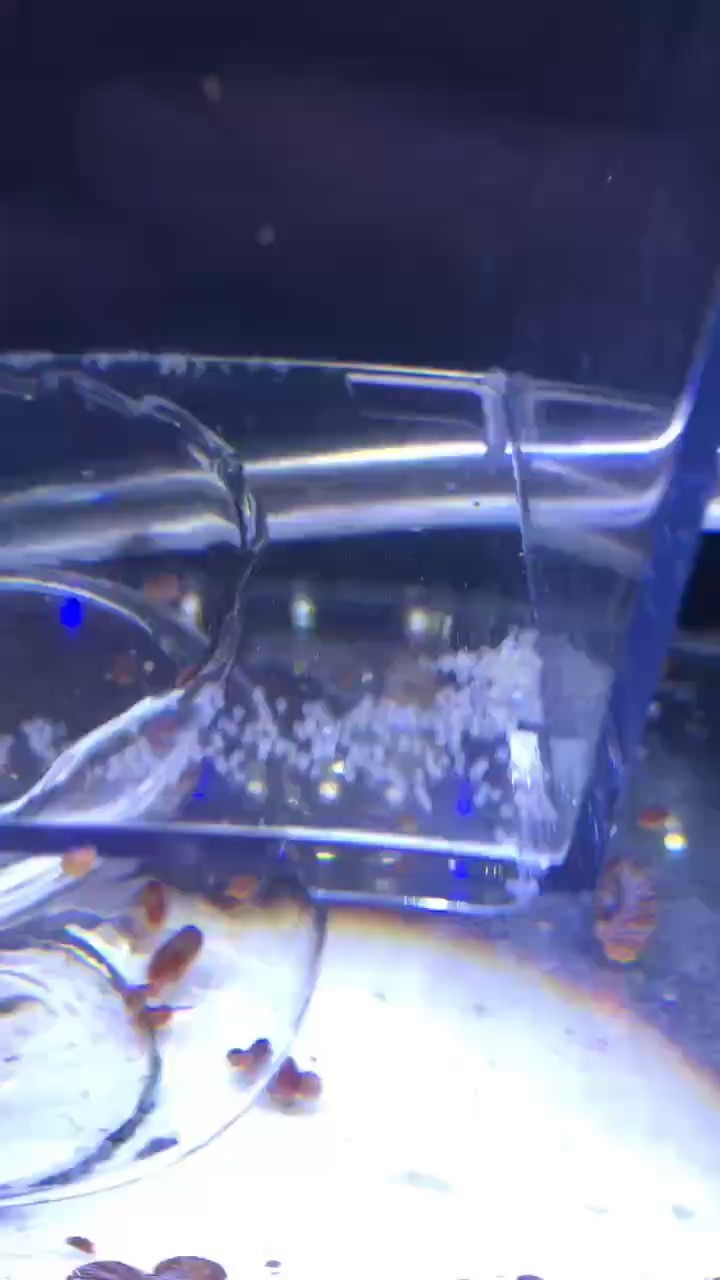 斑馬魚孵化 斑馬魚孵化 龍魚論壇