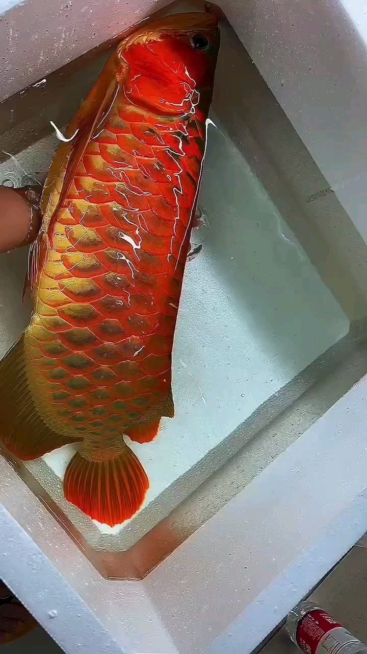 不錯的紅龍 不錯的紅龍 龍魚論壇