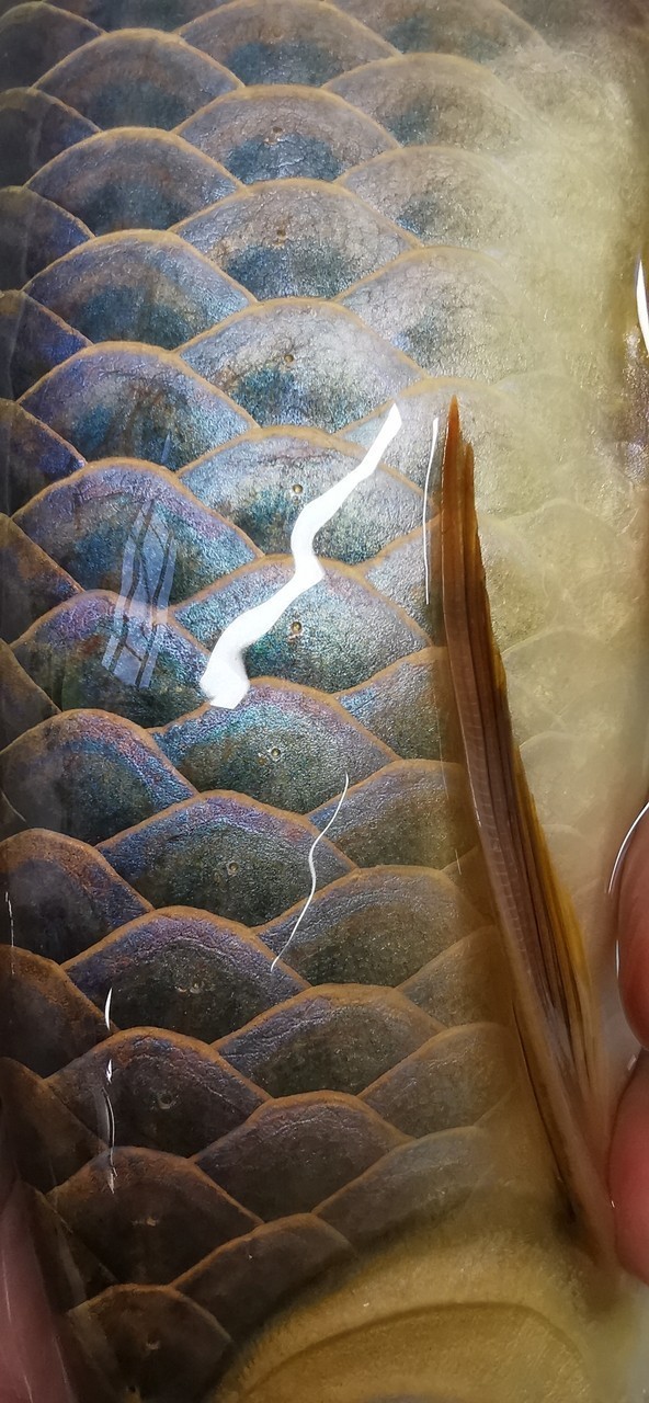 七彩翡翠古典金龍