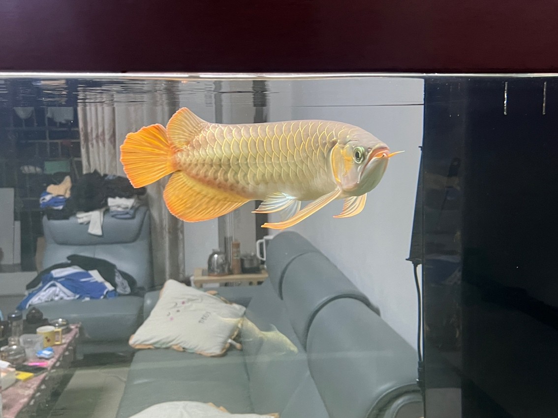 2023年10月15日 感覺喂食喂多了，小胖子變大胖子，有點隆背