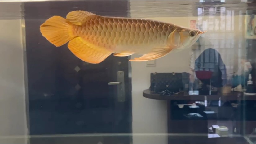 2023年9月15日
最近比較忙，沒有時間打理魚缸，將就記錄一下