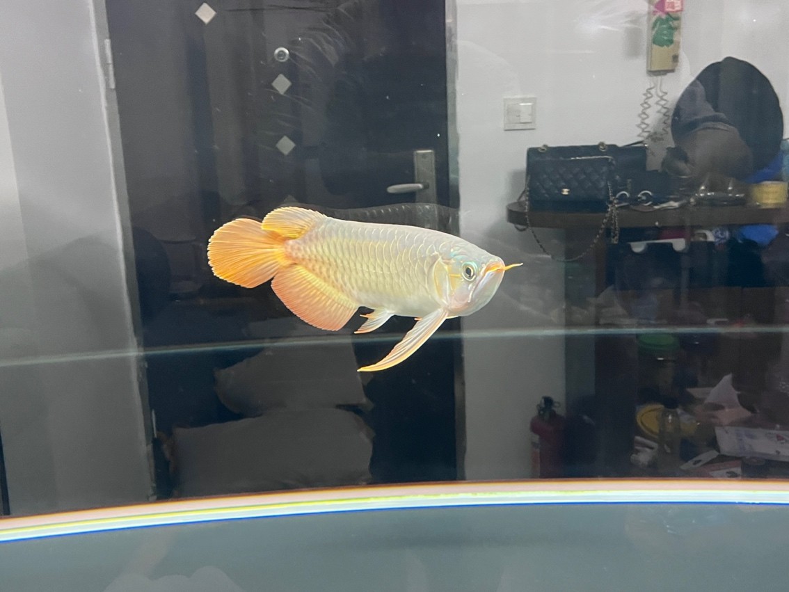 2023年8月29日 繼續(xù)長胖，肉嘟嘟的“感腳”
