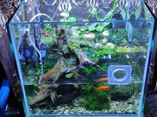 龍魚(yú)晚上突然撞缸了怎么回事：龍魚(yú)晚上突然撞缸了，原因分析與應(yīng)對(duì)措施