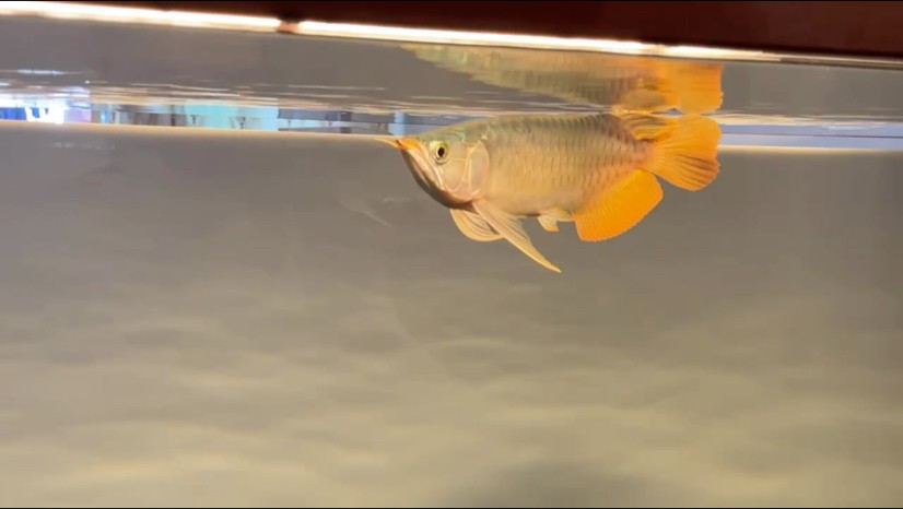 6月22日 6月22日 龍魚論壇