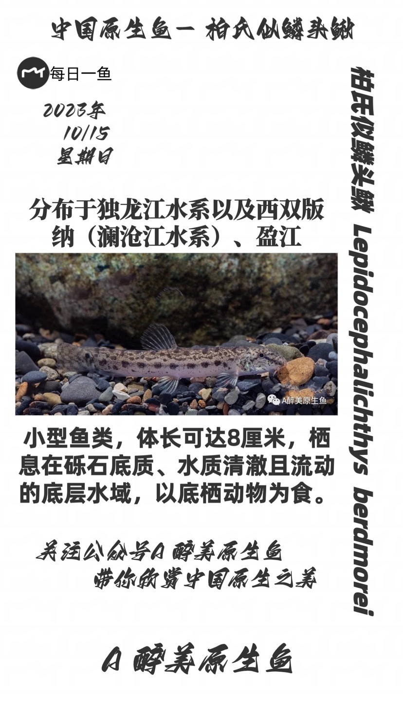 柏氏似鱗頭鰍 柏氏似鱗頭鰍 龍魚論壇