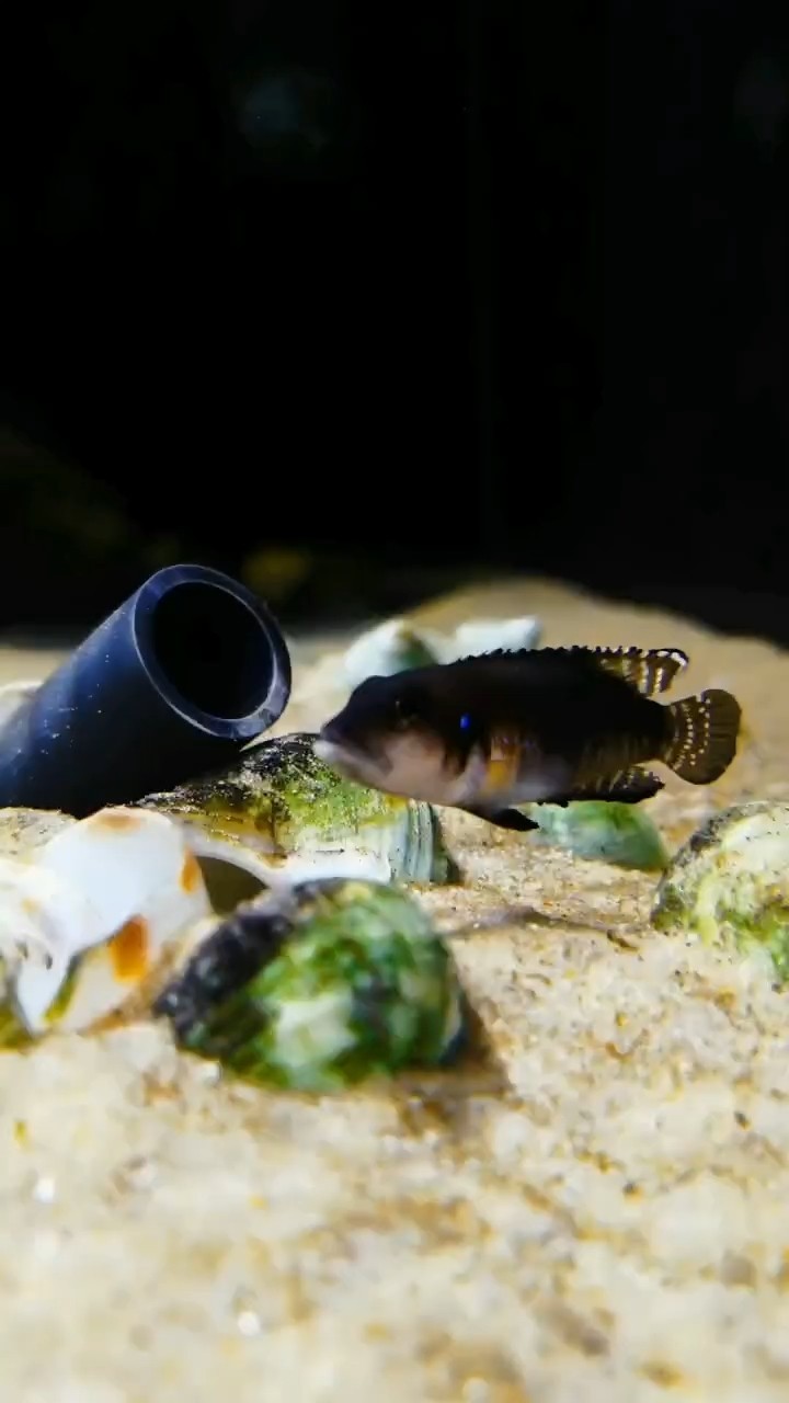 黑鉆貝 黑鉆貝 龍魚論壇 第1張