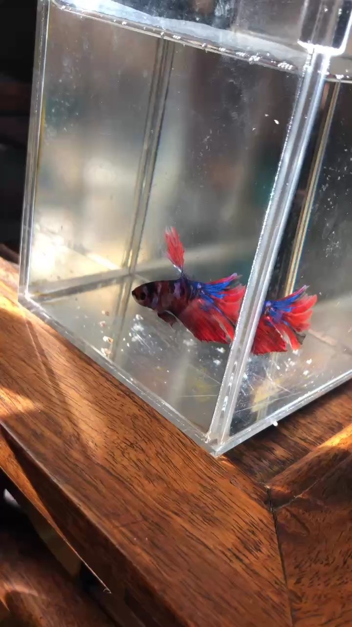 銀龍魚休息的時候會趴缸嗎(銀龍魚休息的時候會趴缸嗎)