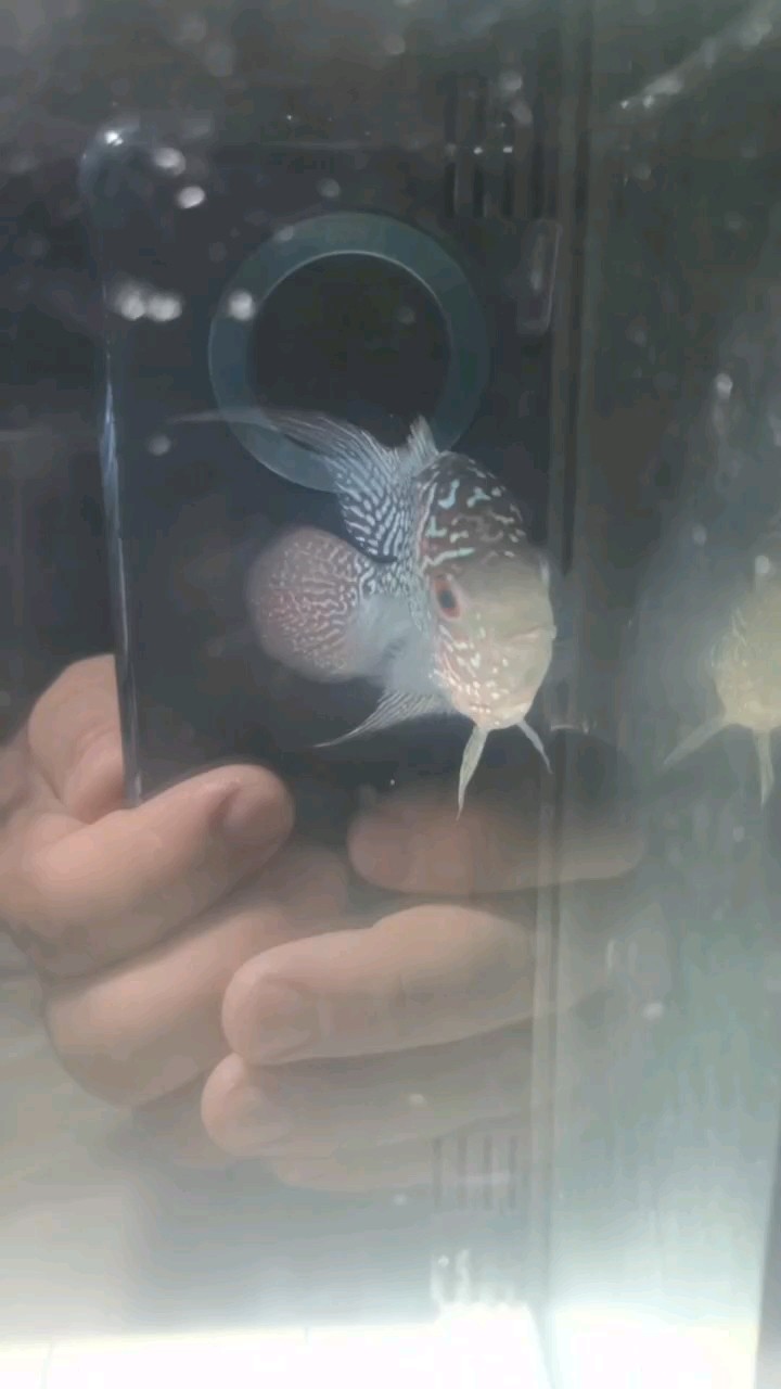 拼多多99塊在線直播拼的羅漢到貨了