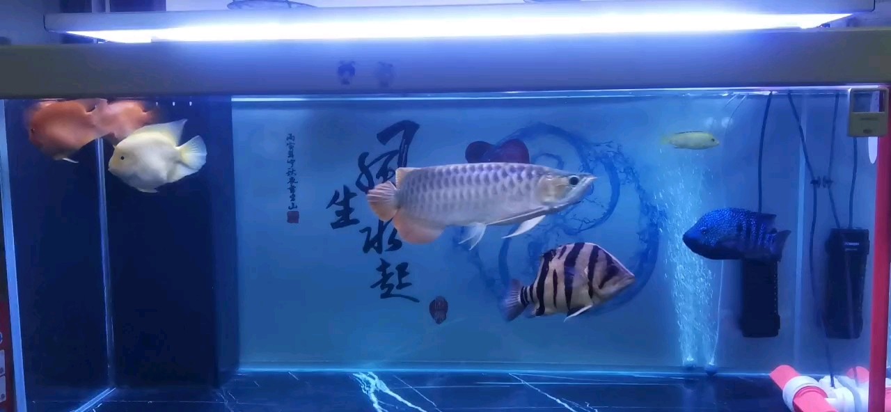 5個(gè)月10天，記錄打卡，狀態(tài)不錯(cuò)。喂食又咬我手！