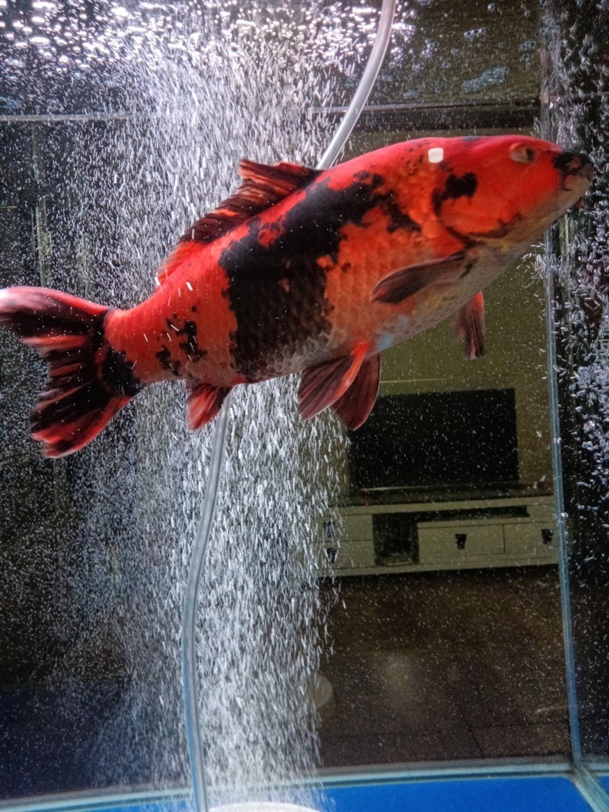 魚缸溫度低了給緋寫裝個加熱棒
