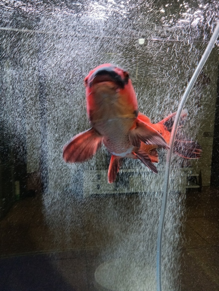 魚缸溫度低了給緋寫裝個加熱棒