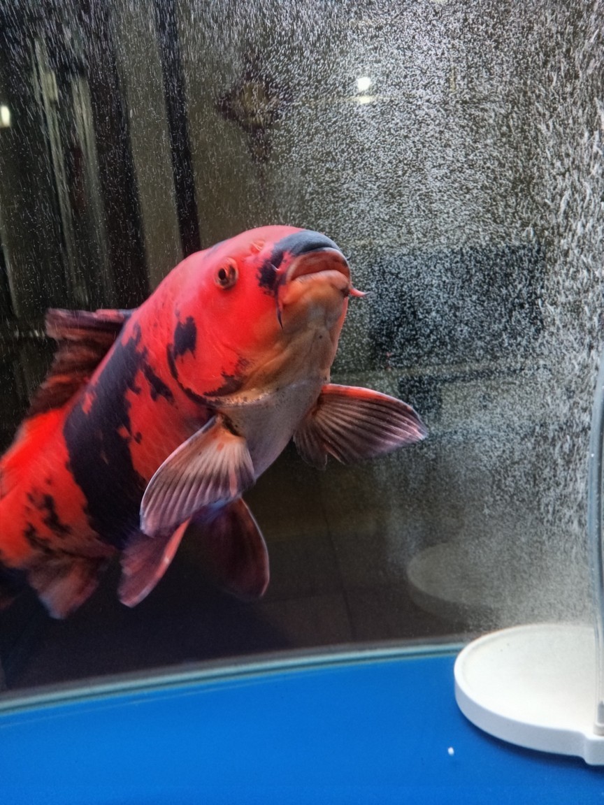 魚缸溫度低了給緋寫裝個加熱棒