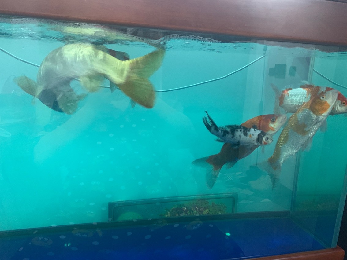 這都能考上那些種類？ 這都能考上那些種類？ 龍魚論壇 第1張