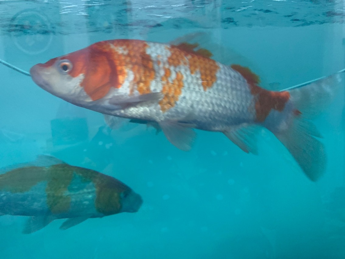這都能考上那些種類？ 這都能考上那些種類？ 龍魚論壇 第3張
