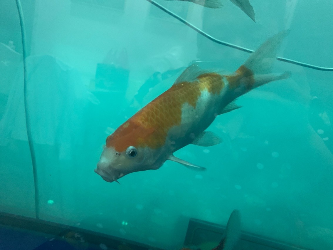 這都能考上那些種類？ 這都能考上那些種類？ 龍魚論壇 第2張