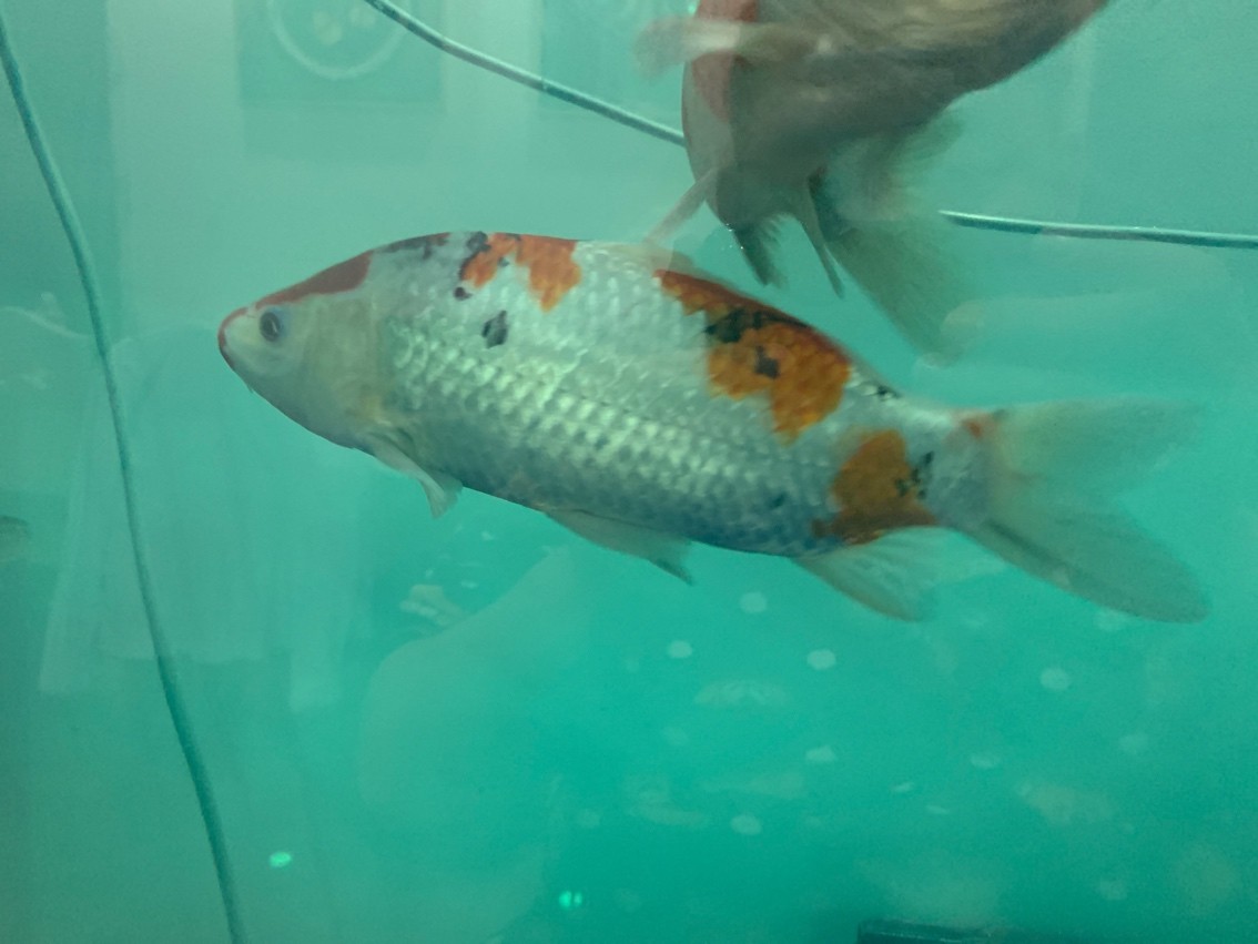 這都能考上那些種類？ 這都能考上那些種類？ 龍魚論壇 第4張