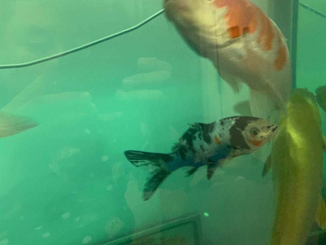 這都能考上那些種類？ 這都能考上那些種類？ 龍魚論壇 第5張