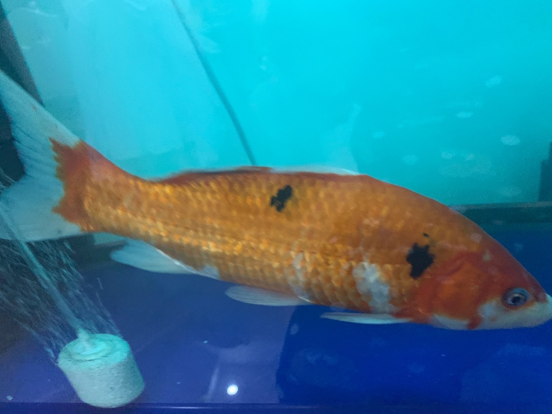 這都能考上那些種類？ 這都能考上那些種類？ 龍魚論壇 第6張