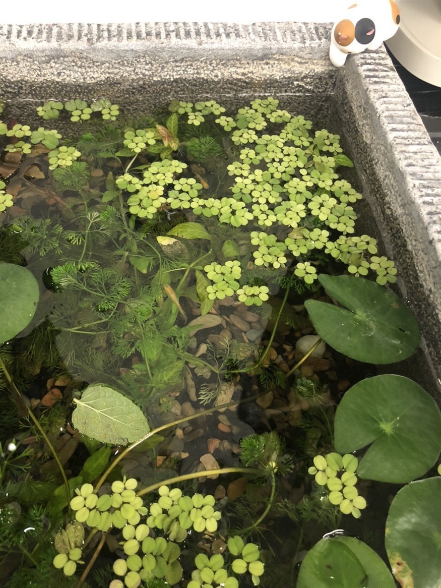 生態缸