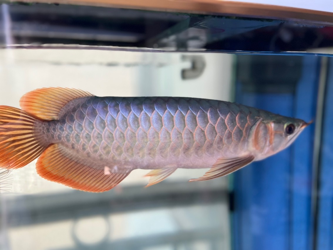 請(qǐng)大家看看魚怎么樣？