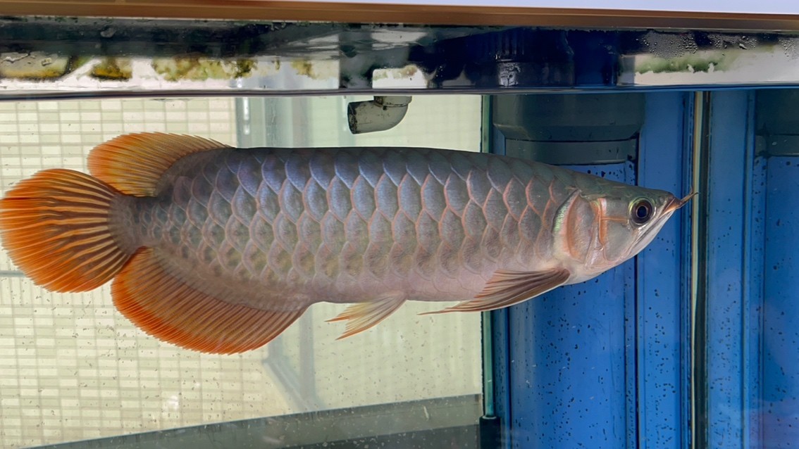 請(qǐng)大家看看魚怎么樣？