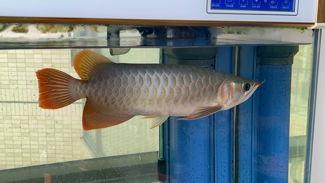 請(qǐng)大家看看魚怎么樣？