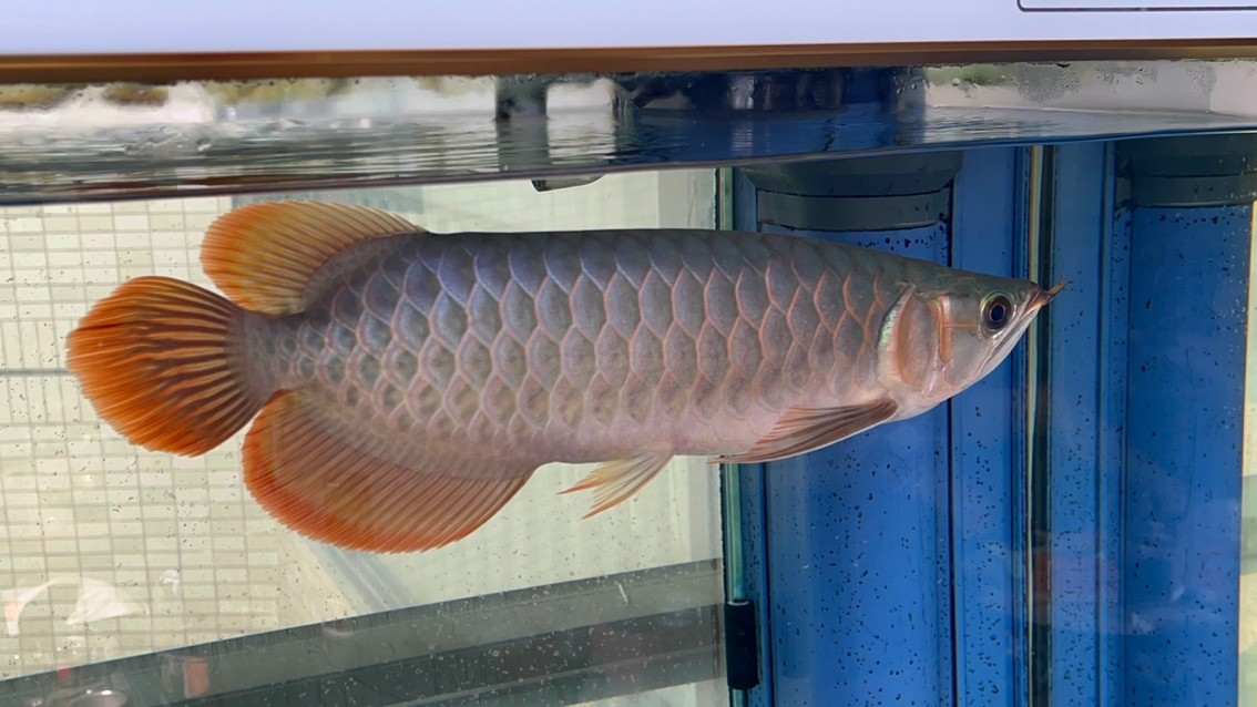 請(qǐng)大家看看魚怎么樣？