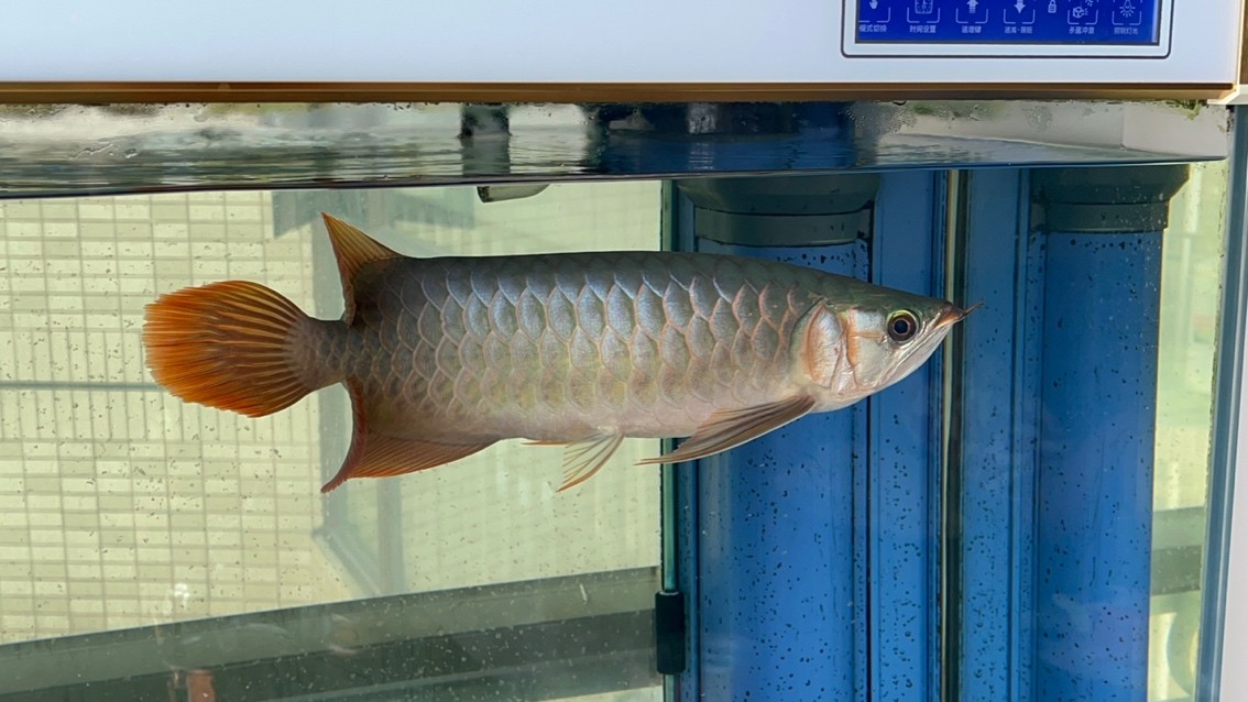 請(qǐng)大家看看魚怎么樣？