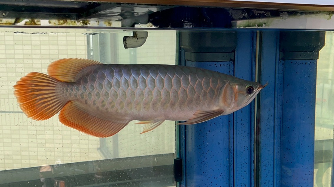 請(qǐng)大家看看魚怎么樣？