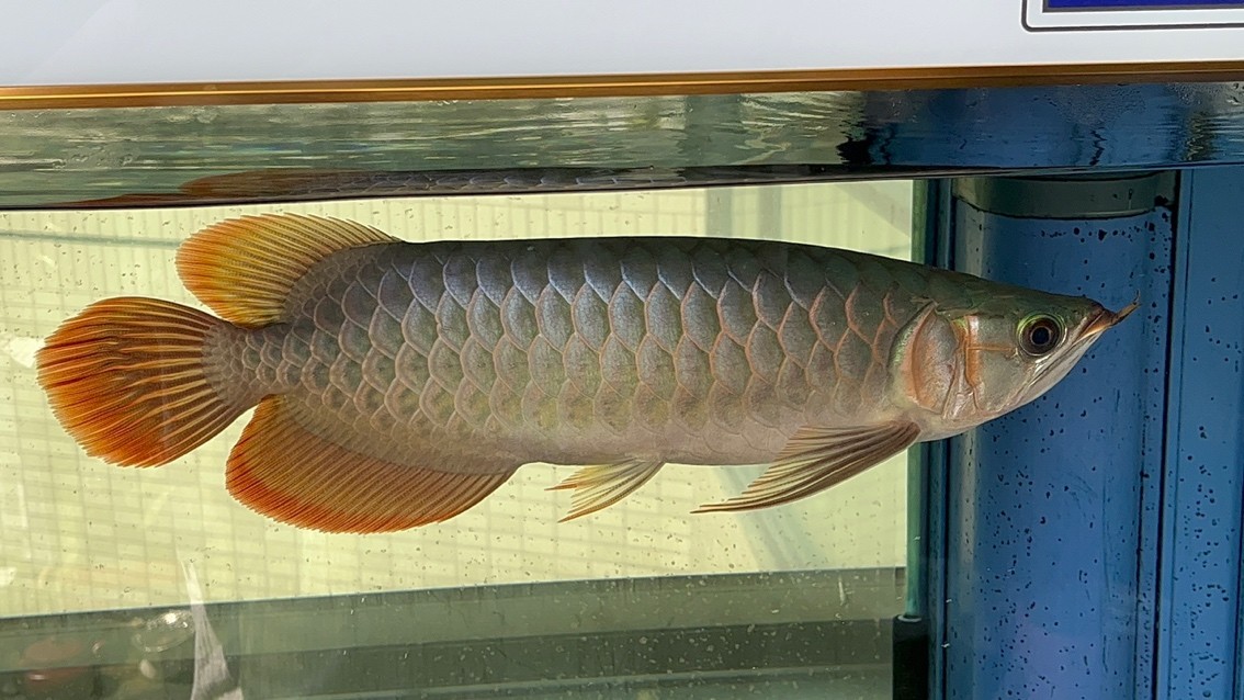 請(qǐng)大家看看魚怎么樣？