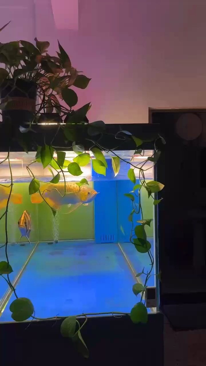 這胸太得瑟了