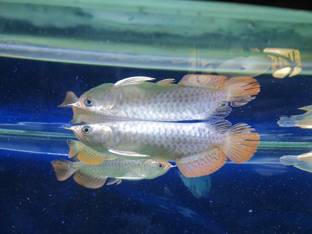 10月8日。網上購買了9條小龍，兩條黑白杠，兩條11紋直紋飛鳳，四條球形包脖包肚虎魚，魚缸內本身還有兩條黃色鴛鴦魚，兩條黑色蝴蝶魚，一條羅漢長缸魚，為防止打架，小魚所以多一點，熱熱鬧鬧和諧一家人
