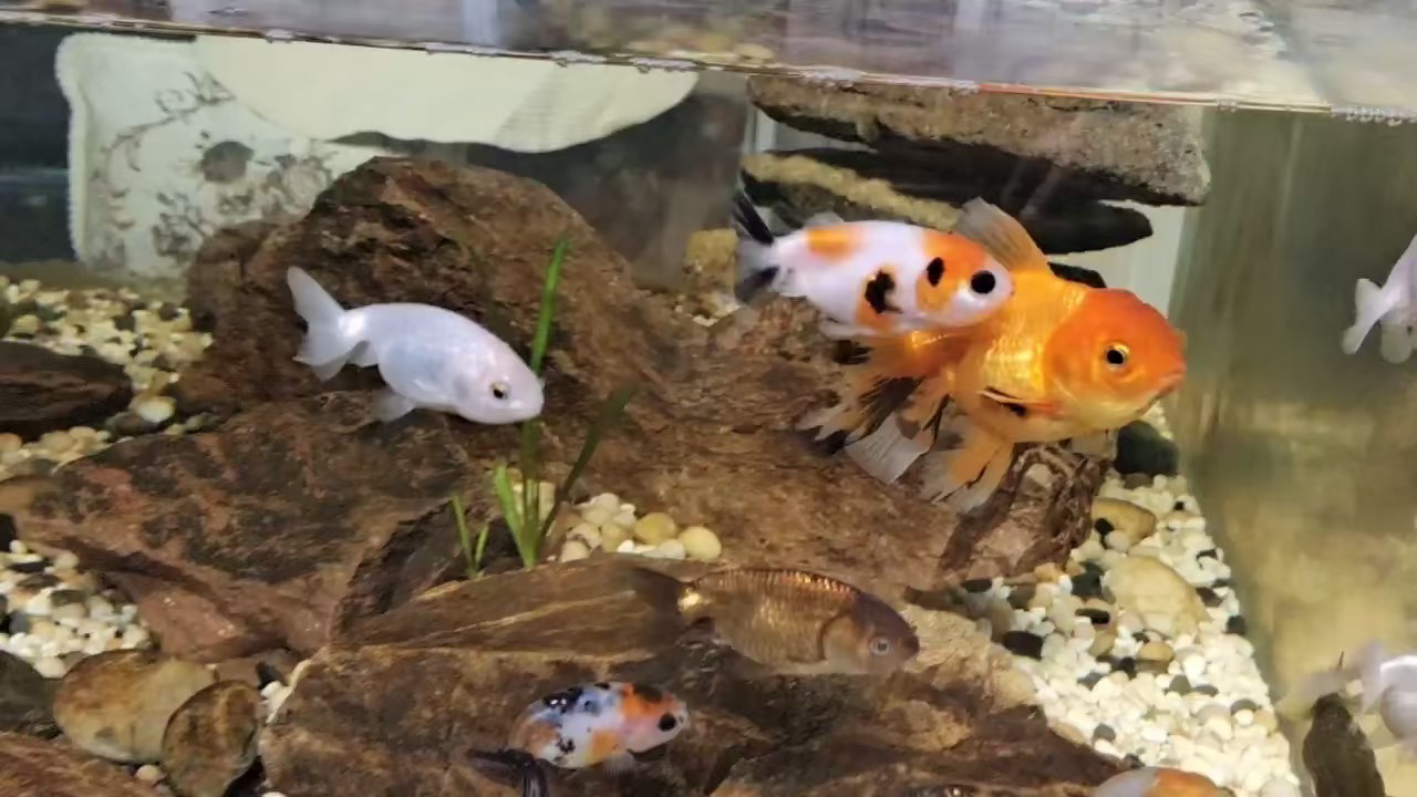 側濾溪流缸養蘭壽，養出天花板的效果