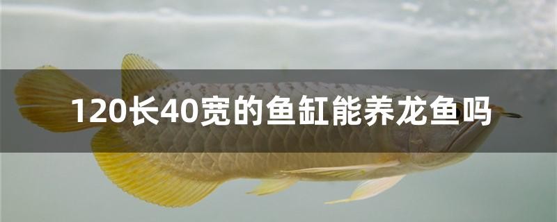 120長(zhǎng)40寬的魚缸能養(yǎng)龍魚嗎