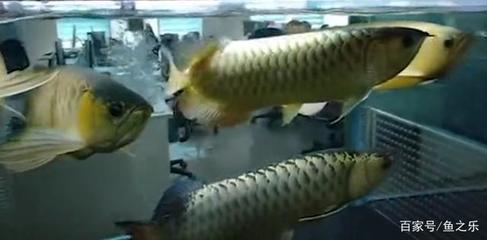 大同市礦區(qū)文瀛水族館