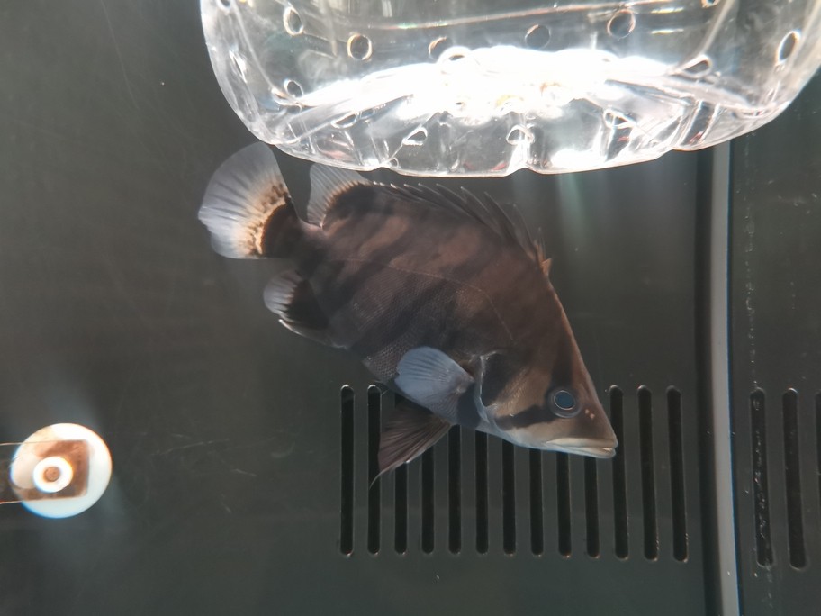 銀龍魚吃什么長得肥胖快(銀龍魚喂什么食長得快)