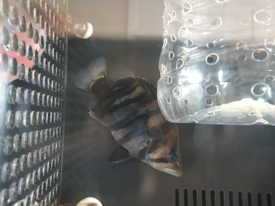 銀龍魚吃什么長得肥胖快(銀龍魚喂什么食長得快)