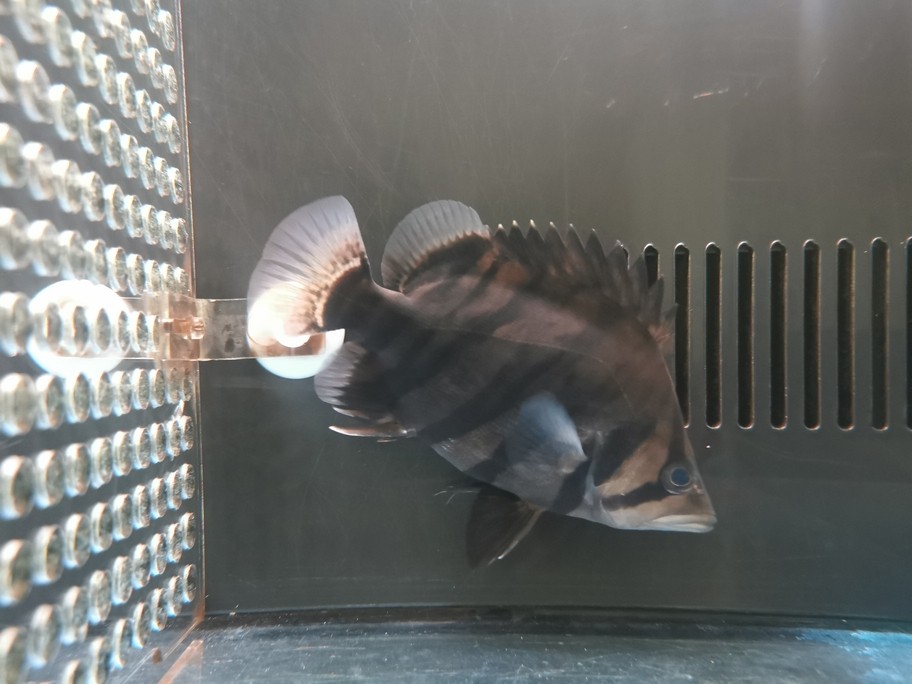 銀龍魚吃什么長得肥胖快(銀龍魚喂什么食長得快)