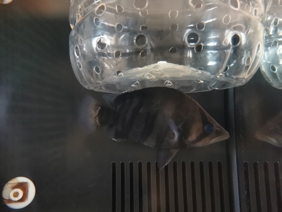 銀龍魚吃什么長得肥胖快(銀龍魚喂什么食長得快)