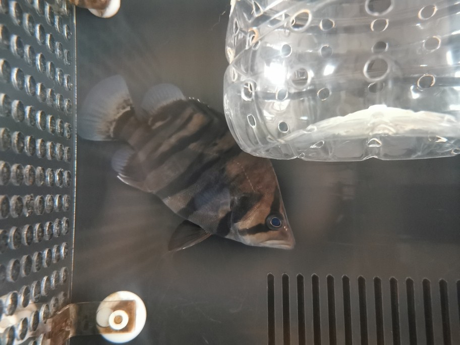 銀龍魚吃什么長得肥胖快(銀龍魚喂什么食長得快)