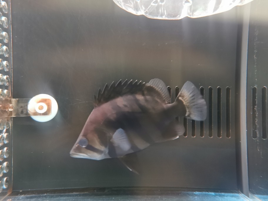 銀龍魚吃什么長得肥胖快(銀龍魚喂什么食長得快)
