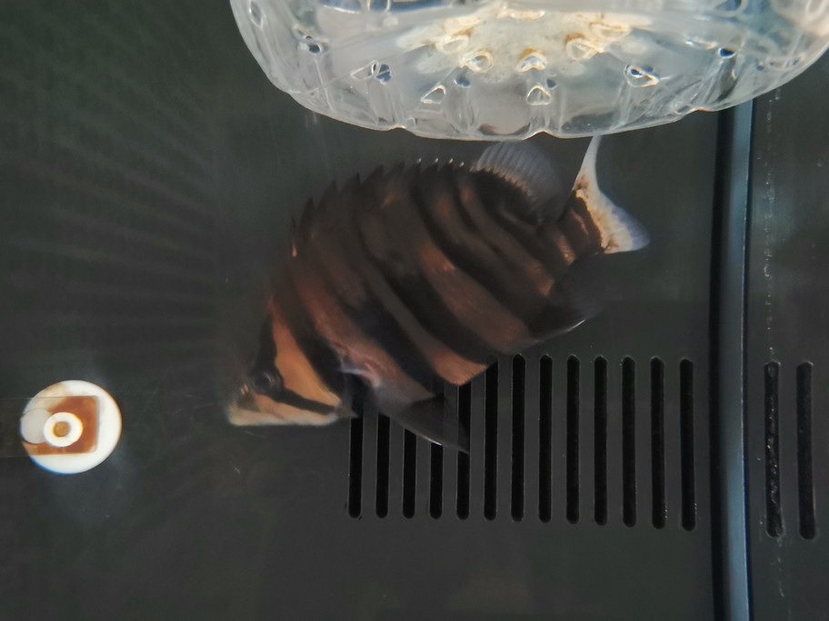 銀龍魚吃什么長得肥胖快(銀龍魚喂什么食長得快)