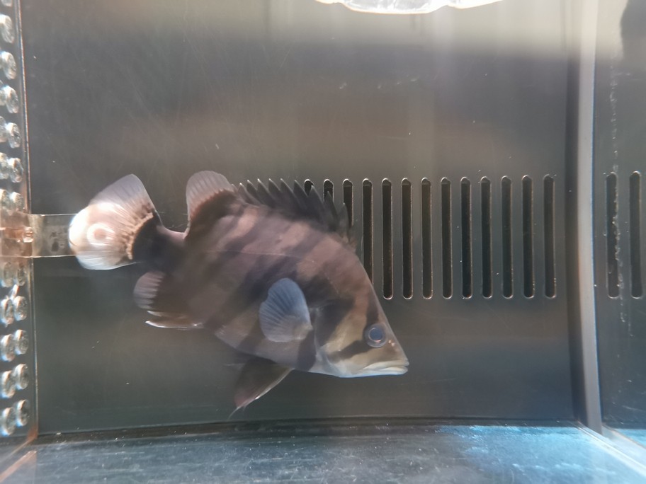 銀龍魚吃什么長得肥胖快(銀龍魚喂什么食長得快)